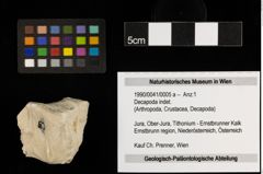 Foto (Objekt + Etiketten) von Decapoda indet. (NHMW-GEO-1990-0041-0005a)